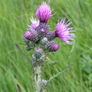 Photographie n°2292825 du taxon Cirsium palustre (L.) Scop. [1772]