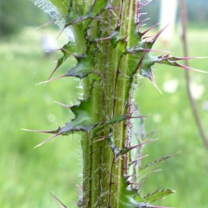 Photographie n°2292826 du taxon Cirsium palustre (L.) Scop. [1772]