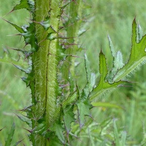 Photographie n°2292827 du taxon Cirsium palustre (L.) Scop. [1772]