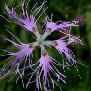 Photographie n°2292828 du taxon Dianthus superbus L. [1755]