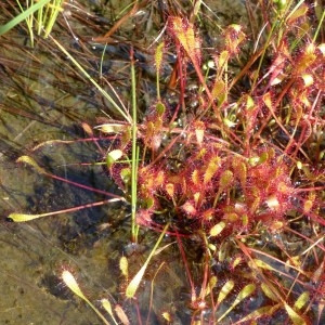 Photographie n°2292841 du taxon Drosera longifolia L. [1753]