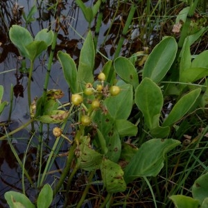 Photographie n°2292894 du taxon Menyanthes trifoliata L. [1753]