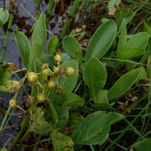 Photographie n°2292895 du taxon Menyanthes trifoliata L. [1753]