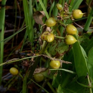 Photographie n°2292896 du taxon Menyanthes trifoliata L. [1753]