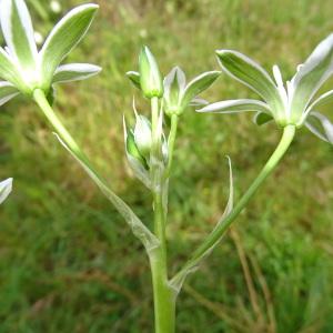 Photographie n°2292910 du taxon Ornithogalum divergens Boreau [1857]