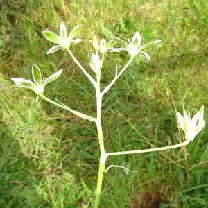 Photographie n°2292912 du taxon Ornithogalum divergens Boreau [1857]