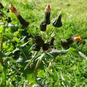 Photographie n°2292950 du taxon Sonchus oleraceus L.