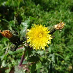 Photographie n°2292954 du taxon Sonchus oleraceus L.