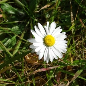 Photographie n°2292955 du taxon Bellis perennis L. [1753]