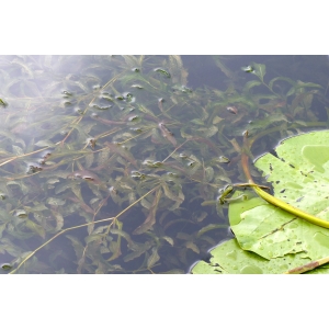 Potamogeton ×crassifolius Fryer (Potamot de Ziz)