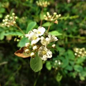 Photographie n°2293029 du taxon Spiraea L. [1753]