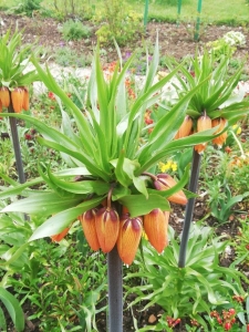 Bernard Sudan, le 10 avril 2019 (Giverny)