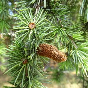 Photographie n°2293037 du taxon Cedrus atlantica (Manetti ex Endl.) Carrière [1855]