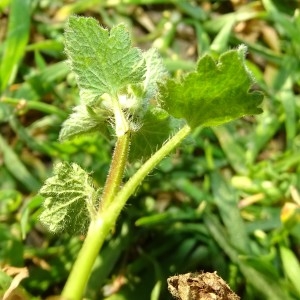 Photographie n°2293042 du taxon Lamium purpureum L. [1753]