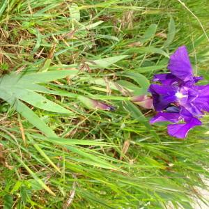 Photographie n°2293046 du taxon Iris germanica L. [1753]