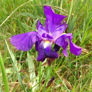 Photographie n°2293047 du taxon Iris germanica L. [1753]