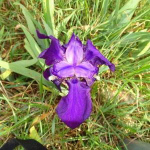 Photographie n°2293048 du taxon Iris germanica L. [1753]