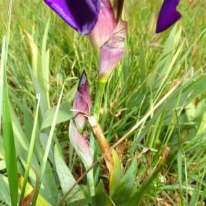 Photographie n°2293049 du taxon Iris germanica L. [1753]