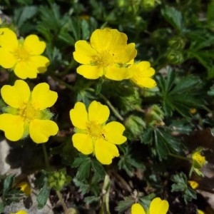 Photographie n°2293102 du taxon Potentilla tabernaemontani Asch. [1891]