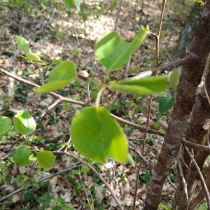 Photographie n°2293111 du taxon Pyrus communis L. [1753]