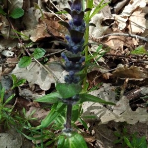 Photographie n°2293120 du taxon Ajuga reptans L. [1753]