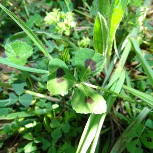 Photographie n°2293141 du taxon Medicago arabica (L.) Huds. [1762]