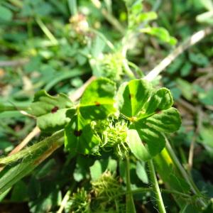 Photographie n°2293143 du taxon Medicago arabica (L.) Huds. [1762]