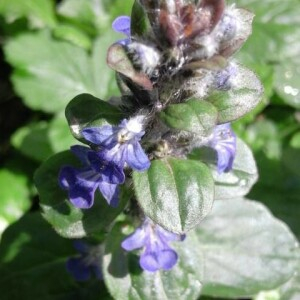 Photographie n°2293154 du taxon Ajuga reptans L. [1753]