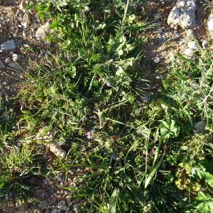 Photographie n°2293167 du taxon Erodium moschatum (L.) L'Hér.