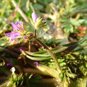 Photographie n°2293168 du taxon Erodium moschatum (L.) L'Hér.