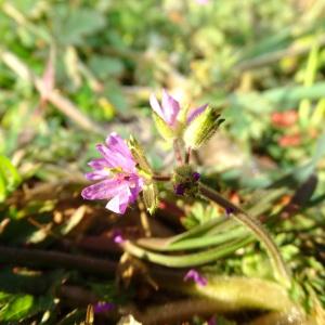 Photographie n°2293169 du taxon Erodium moschatum (L.) L'Hér.