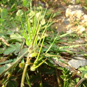 Photographie n°2293170 du taxon Erodium moschatum (L.) L'Hér.