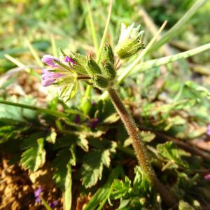 Photographie n°2293175 du taxon Erodium moschatum (L.) L'Hér.