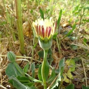 Photographie n°2293206 du taxon Urospermum dalechampii (L.) Scop. ex F.W.Schmidt [1795]