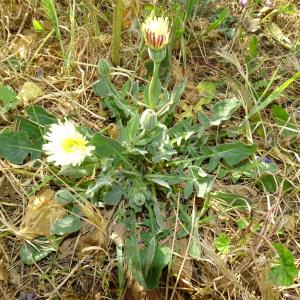 Photographie n°2293207 du taxon Urospermum dalechampii (L.) Scop. ex F.W.Schmidt [1795]