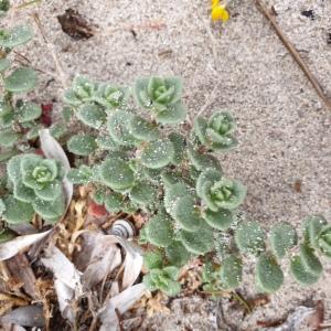 Photographie n°2293238 du taxon Silene succulenta subsp. corsica (DC.) Nyman [1878]