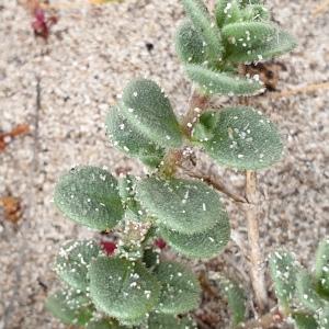 Photographie n°2293239 du taxon Silene succulenta subsp. corsica (DC.) Nyman [1878]