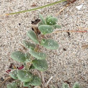 Photographie n°2293241 du taxon Silene succulenta subsp. corsica (DC.) Nyman [1878]