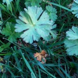 Photographie n°2293268 du taxon Geranium molle L. [1753]