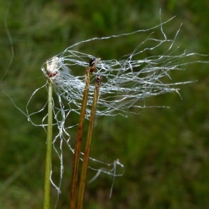 Photographie n°2293288 du taxon Trichophorum alpinum (L.) Pers. [1805]