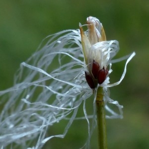 Photographie n°2293290 du taxon Trichophorum alpinum (L.) Pers. [1805]