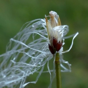 Photographie n°2293292 du taxon Trichophorum alpinum (L.) Pers. [1805]