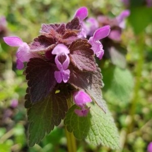 Photographie n°2293347 du taxon Lamium purpureum L. [1753]