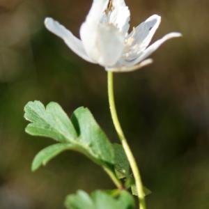 Photographie n°2293374 du taxon Anemone nemorosa L. [1753]