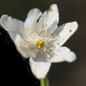 Photographie n°2293378 du taxon Anemone nemorosa L. [1753]