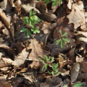 Photographie n°2293382 du taxon Anemone nemorosa L. [1753]