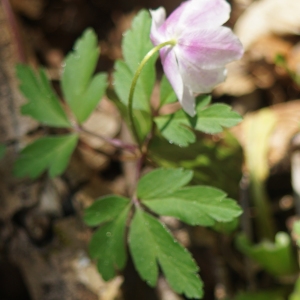 Photographie n°2293387 du taxon Anemone nemorosa L. [1753]