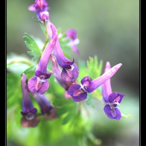 Photographie n°2293430 du taxon Corydalis solida (L.) Clairv.