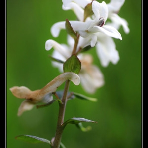 Photographie n°2293431 du taxon Corydalis solida (L.) Clairv. [1811]