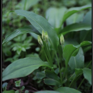 Photographie n°2293432 du taxon Allium ursinum L. [1753]